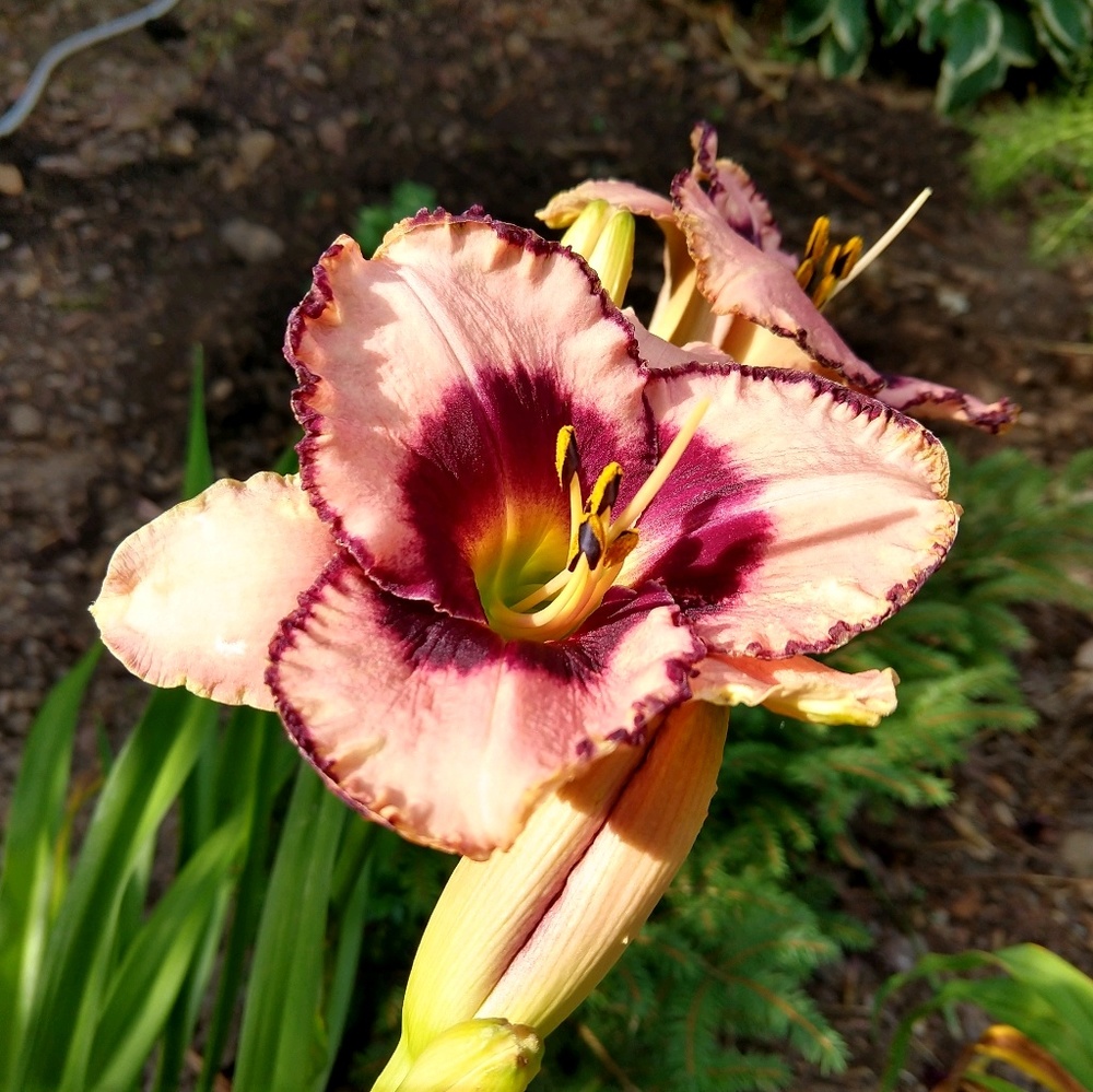 Meet your Posher, Josephine